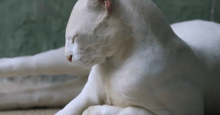 Dünyanın ilk albino oselo kedisi