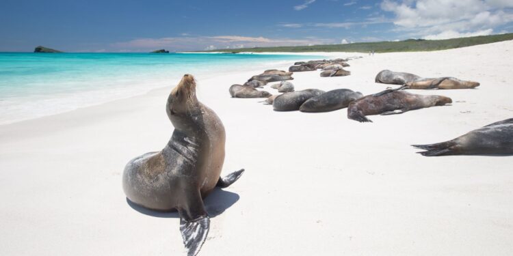 Yeni Zelanda, anne deniz aslanı ile yavrularını korumak için işlek otoyolu kapattı