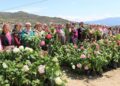 Sakız koyunu dağıtımlarında kadınlara öncelik verildi