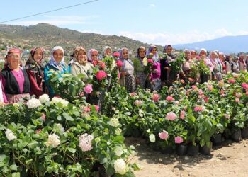 Sakız koyunu dağıtımlarında kadınlara öncelik verildi