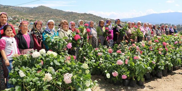 Sakız koyunu dağıtımlarında kadınlara öncelik verildi