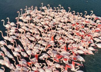 İzmir’de belgesellik görüntüler: ‘Anadolu’nun allı turnası’ flamingolar görsel şölen oluşturdu