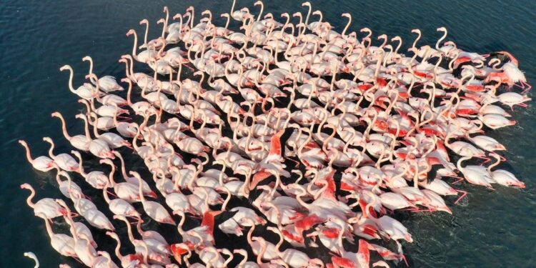 İzmir’de belgesellik görüntüler: ‘Anadolu’nun allı turnası’ flamingolar görsel şölen oluşturdu