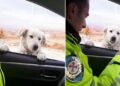 Trafik polisinden ekip otosunun camından bakan köpeğe gülümseten soru
