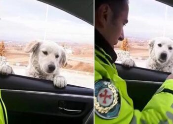 Trafik polisinden ekip otosunun camından bakan köpeğe gülümseten soru
