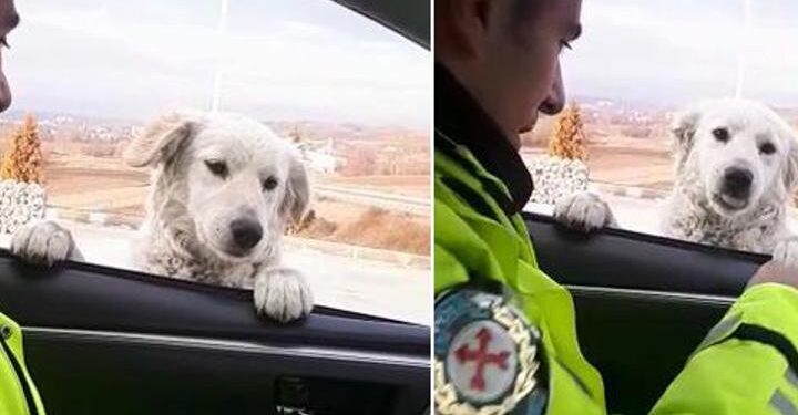Trafik polisinden ekip otosunun camından bakan köpeğe gülümseten soru