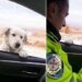 Trafik polisinden ekip otosunun camından bakan köpeğe gülümseten soru