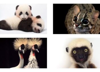 National Geographic sergisi Photo Ark, dijital ziyarete açıldı