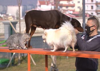 Ankara’da evcil hayvanlar oyun parkında özgürce dolaşıyor