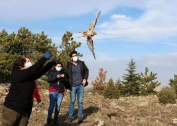 Tedavisi tamamlanan 2 şahin ile 1 çakır kuşu doğaya salındı