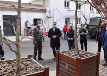 Beyoğlu’nda budanan ağaç dalları ihtiyaç sahiplerine yakacak oluyor