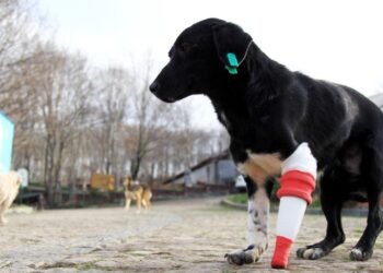 Jack’e 3 boyutlu yazıcıdan protez yapıldı