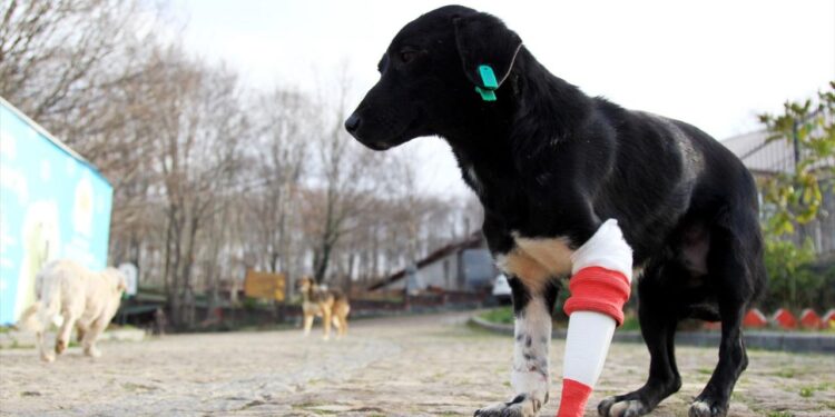 Jack’e 3 boyutlu yazıcıdan protez yapıldı