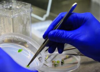 Gökova susamı dondurularak gelecek nesillere aktarılıyor