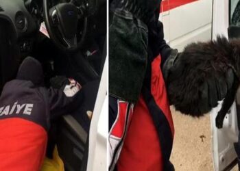 Araç içerisine sıkışan kediyi itfaiye kurtardı