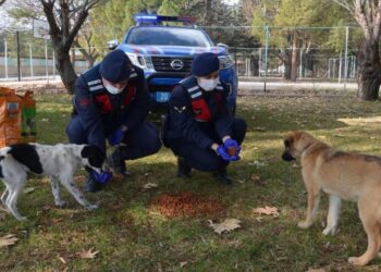 Jandarma sokak hayvanlarını elleriyle besledi