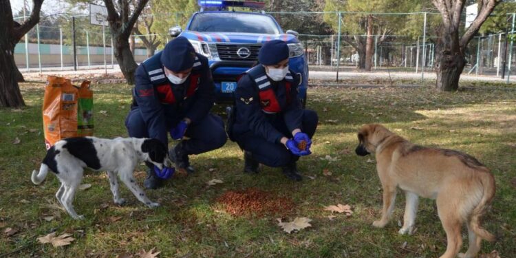 Jandarma sokak hayvanlarını elleriyle besledi