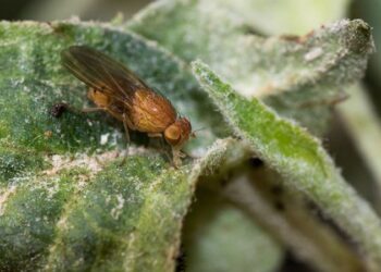 Bilim insanlarına tam 6 kez Nobel kazandıran sinek: DNA’sının yüzde 60’ı insanlar ile benzer