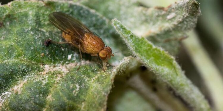 Bilim insanlarına tam 6 kez Nobel kazandıran sinek: DNA’sının yüzde 60’ı insanlar ile benzer