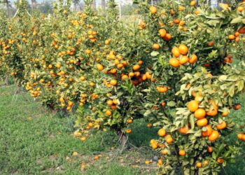 İki yeni mandarin çeşidi geliştirildi