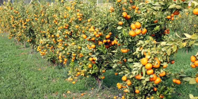 İki yeni mandarin çeşidi geliştirildi