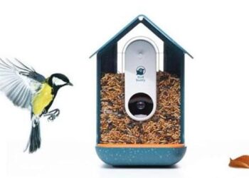 Bird Buddy: Akıllı kuş yemliği geliştirildi