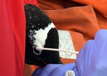 Türk bilim insanı Antarktika seferinde penguenlerde 5 yeni bakteri türü keşfetti