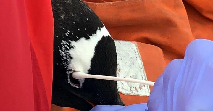 Türk bilim insanı Antarktika seferinde penguenlerde 5 yeni bakteri türü keşfetti