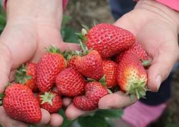Mardin’de kooperatif kuran kadınlar 20 dönümde çilek üretecek