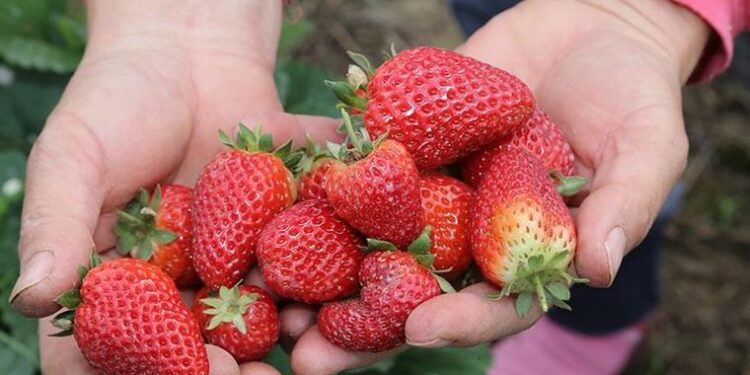Mardin’de kooperatif kuran kadınlar 20 dönümde çilek üretecek