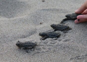 Caretta caretta yavruları denizle buluştu