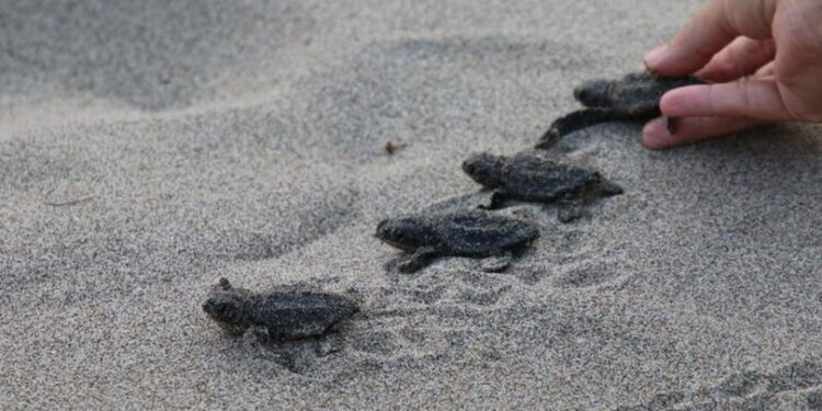 Caretta caretta yavruları denizle buluştu