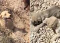 Toprak altında kalan köpek ve 5 yavrusu kurtarıldı