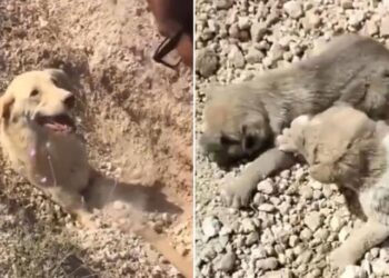 Toprak altında kalan köpek ve 5 yavrusu kurtarıldı