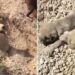 Toprak altında kalan köpek ve 5 yavrusu kurtarıldı