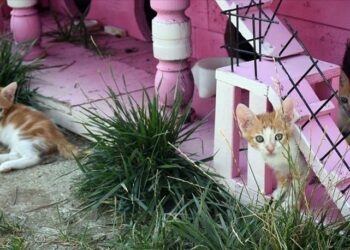 ‘Kedi Köyü’ engelli, hamile ve yavru kedilerin yuvası oldu
