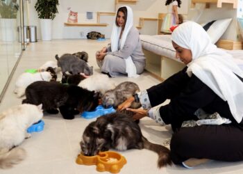 Suudi Arabistan’de kediler için 5 yıldızlı otel açıldı: Hizmette sınır yok