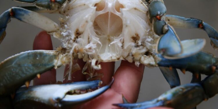 Adana’dan Uzak Doğu ve Avrupa’ya mavi yengeç