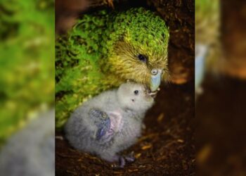 Nesli tükenmekte olan Kakapo papağanı için umut veren gelişme