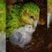 Nesli tükenmekte olan Kakapo papağanı için umut veren gelişme