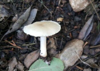 Dünyada ilk olarak Denizli’de keşfedildi