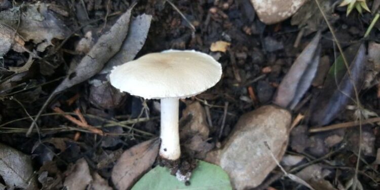 Dünyada ilk olarak Denizli’de keşfedildi