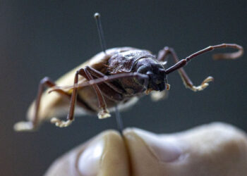 Antalya’daki böcek müzesinde 530 tür sergileniyor