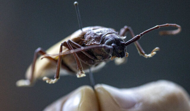 Antalya’daki böcek müzesinde 530 tür sergileniyor