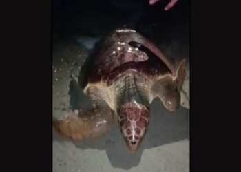 Caretta carettayı flaşlarla rahatsız ettiler!