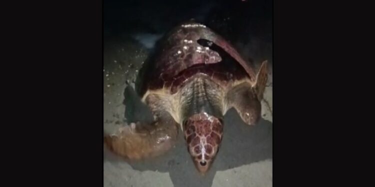 Caretta carettayı flaşlarla rahatsız ettiler!