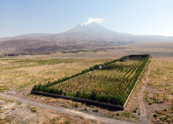 Çorak araziyi meyve bahçesine çevirdi