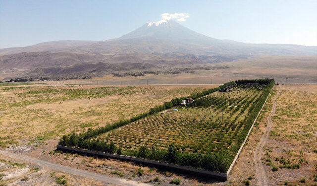 Çorak araziyi meyve bahçesine çevirdi
