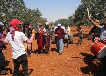 Davullu zurnalı ‘yeşil altın’ hasadı