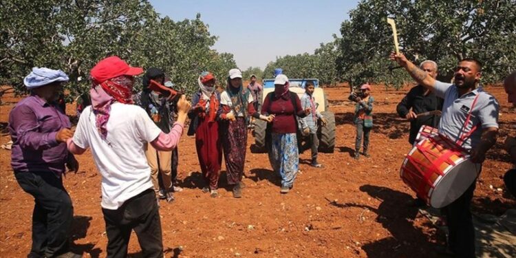 Davullu zurnalı ‘yeşil altın’ hasadı